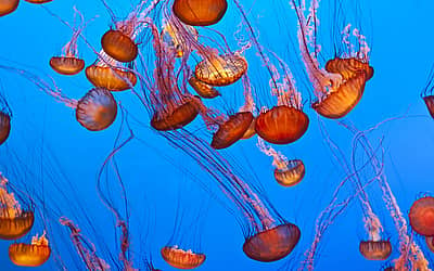 World Jellyfish Day