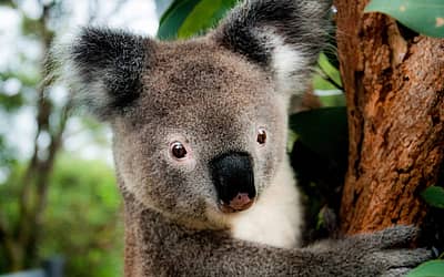 Save the Koala Day