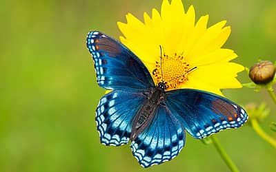 National Learn About Butterflies Day