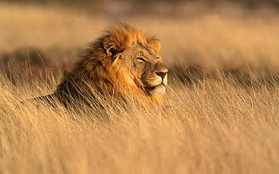 World Lion Day