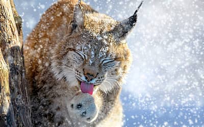 International Lynx Day