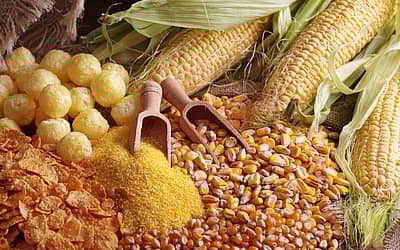 Maize Day