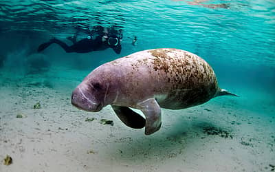 Manatee Appreciation Day