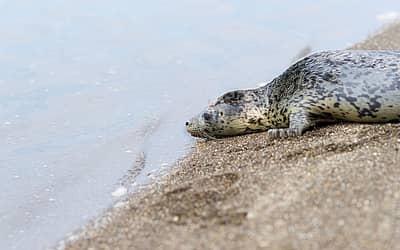 Marine Mammal Rescue Day