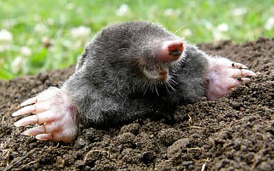 National Mole Day