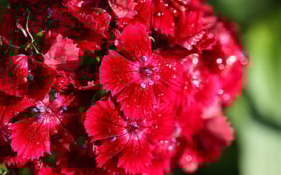 National Carnation Day