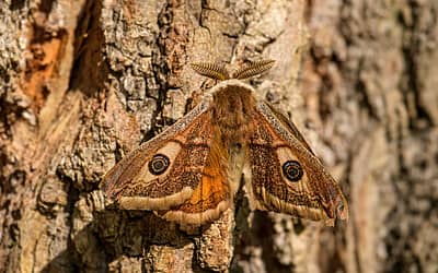 National Moth Week