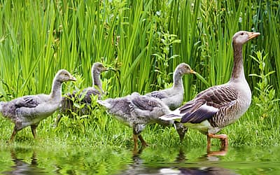 National Mother Goose Day
