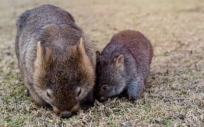 Wombat Day