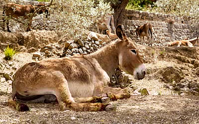 National Mule Day