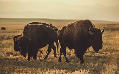 National Bison Day