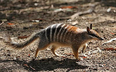 World Numbat Day