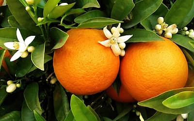 National Orange Blossom Day
