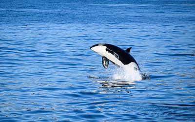 Shamu the Whale Day