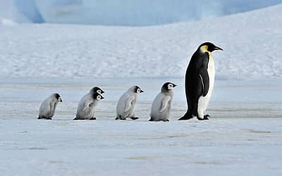 Penguin Awareness Day