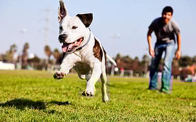 Pet Owners Independence Day