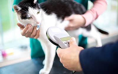 Pet Theft Awareness Day