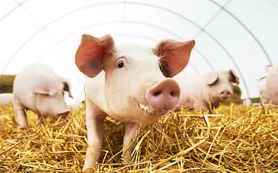 National Pig Day