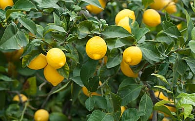 Plant a Lemon Tree Day