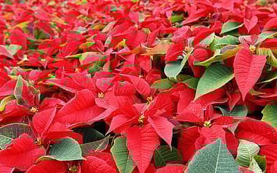 National Poinsettia Day