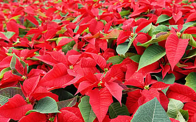 National Poinsettia Day