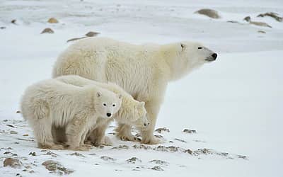 International Polar Bear Day