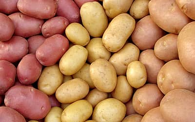 National Potato Day