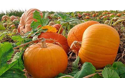 National Pumpkin Day