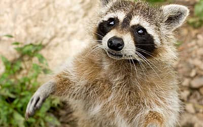 International Raccoon Appreciation Day