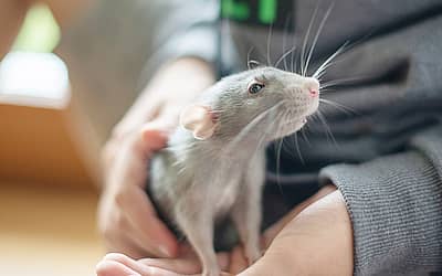 World Rat Day