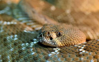 Rattlesnake Roundup Day
