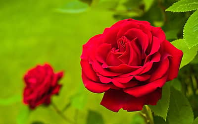 National Red Rose Day