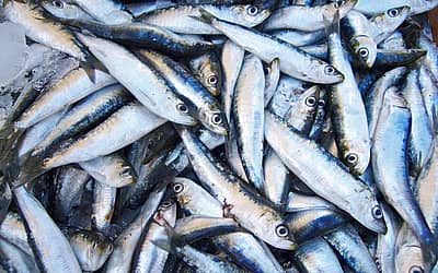 National Sardines Day