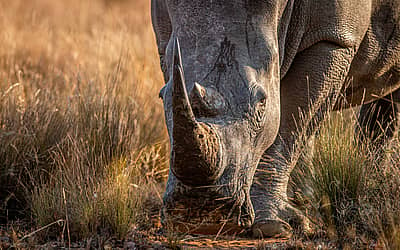 Save The Rhino Day