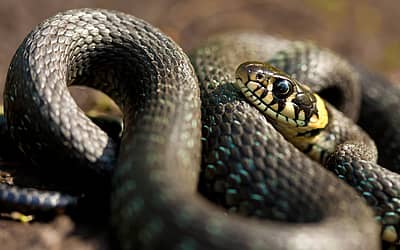 National Serpent Day