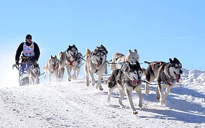 National Sled Dog Day