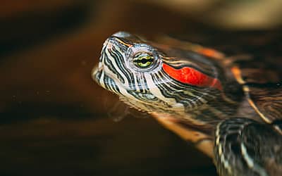 Turtle Adoption Day