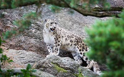 International Snow Leopard Day