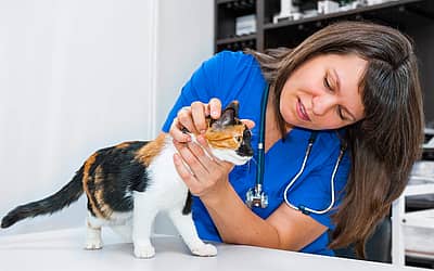 National Take Your Cat to the Vet Day