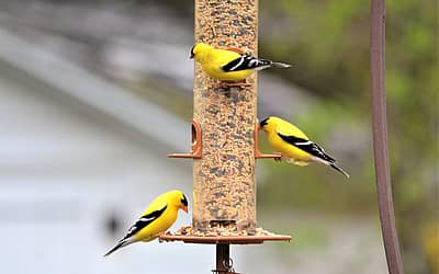 Feed the Birds Day