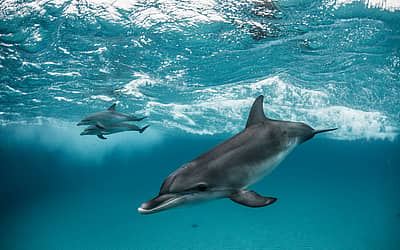 World Dolphin Day