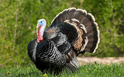 National Turkey Lovers’ Day