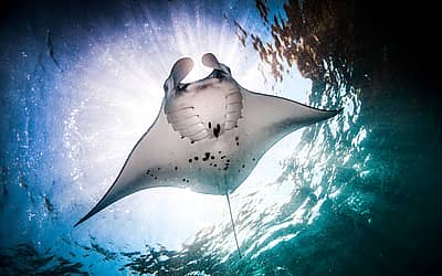 World Manta Day