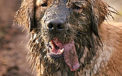 Muddy Dog Day