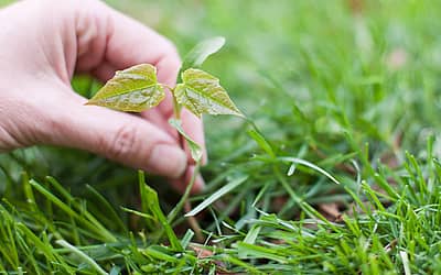 National Weed Appreciation Day