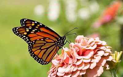 Western Monarch Day