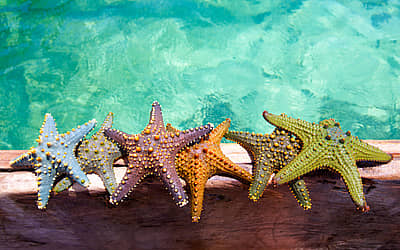 World Aquatic Animal Day