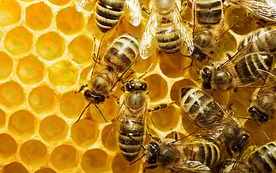 World Bee Day