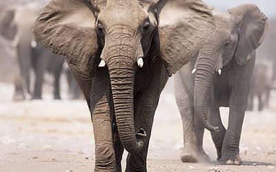 World Elephant Day