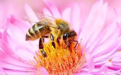 World Honey Bee Day